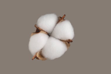 Bej arka planda güzel pofuduk pamuk çiçek, üst manzara