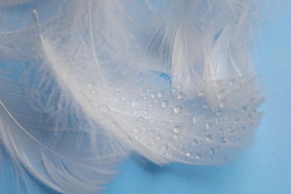 Nadýchané Bílé Peří Kapkami Vody Světle Modrém Pozadí Detailní Záběr — Stock fotografie