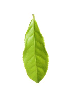 Taze yeşil çay yaprağı beyaza izole edilmiş.