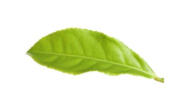 Taze yeşil çay yaprağı beyaza izole edilmiş.