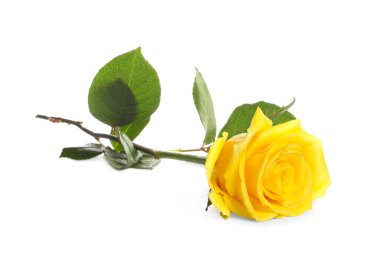 Güzel, taze, sarı gül bembeyaz