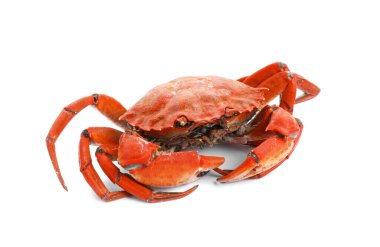 Bir lezzetli haşlanmış yengeç beyazda izole edilmiş.