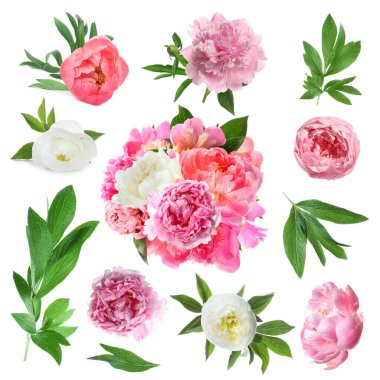 Beyaz yapraklı güzel şakayıklar, koleksiyon