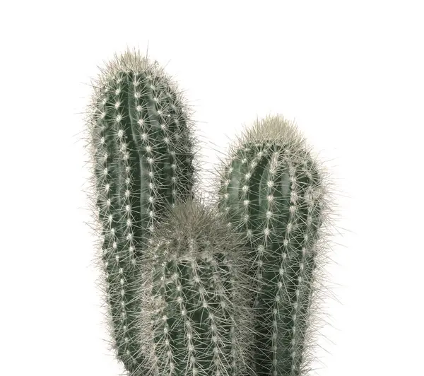 Beautiful Cactus Isolated White Color Toned Royalty Free Stock Images
