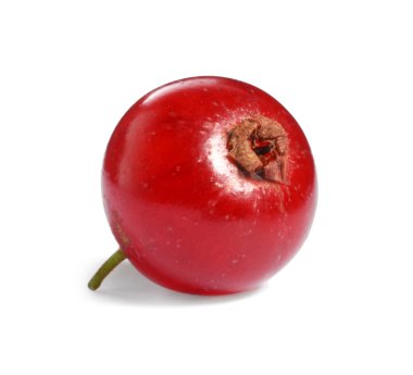 Bir olgun kırmızı frenk üzümü beyaza izole edilmiş.