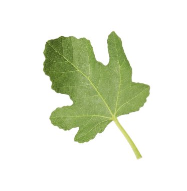 İncir ağacından bir yeşil yaprak beyaza izole edilmiş.