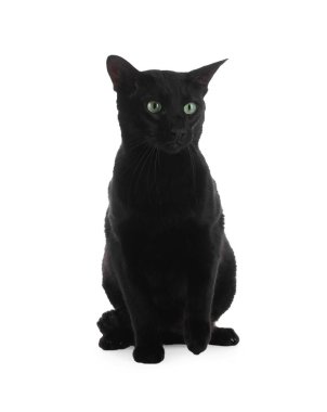 Beyaz arka planda yeşil gözlü sevimli siyah kedi. Sevimli hayvan