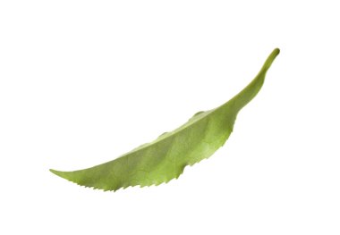 Taze yeşil çay yaprağı beyaza izole edilmiş.