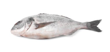 Taze çiğ dorado balığı beyazda izole edilmiş.