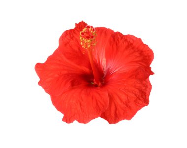 Güzel kırmızı hibiscus çiçek üzerinde beyaz izole
