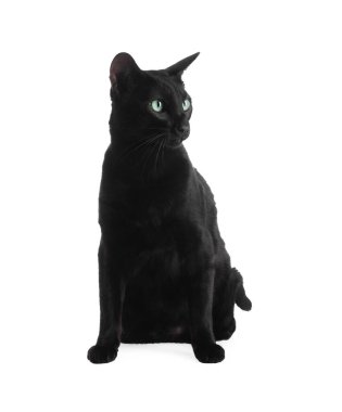 Beyaz arka planda yeşil gözlü sevimli siyah kedi. Sevimli hayvan