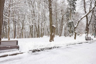 Kış parkında ağaçlar ve banklar karla kaplı.