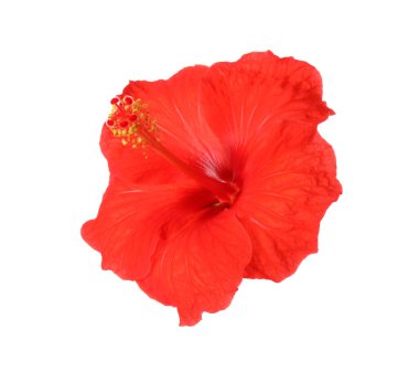 Güzel kırmızı hibiscus çiçek üzerinde beyaz izole