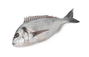 Taze çiğ dorado balığı beyazda izole edilmiş.