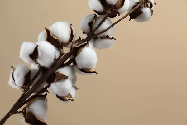Beautiful cotton branch with fluffy flowers on beige background, closeup. Space for text