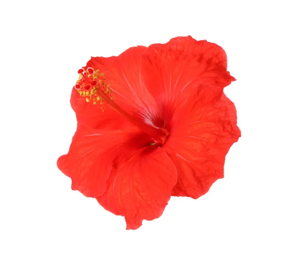 Beautiful Red Hibiscus Flower Isolated White Stock Image