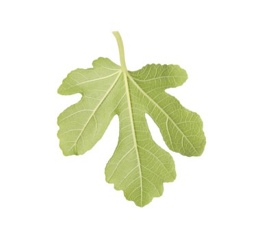 İncir ağacından bir yeşil yaprak beyaza izole edilmiş.