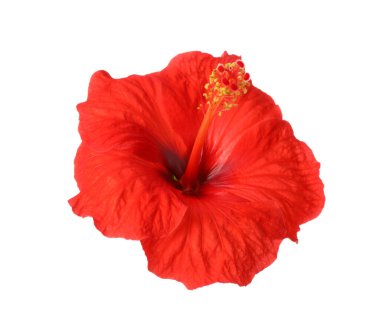 Güzel kırmızı hibiscus çiçek üzerinde beyaz izole