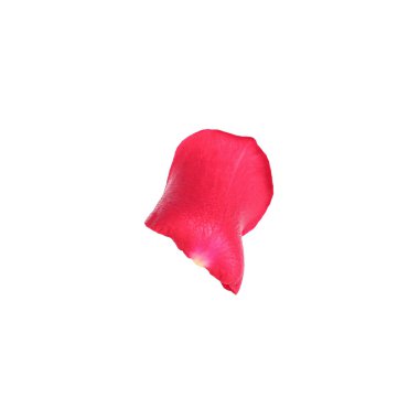 Yumuşak kırmızı gül yaprağı beyazda yalıtılmış.