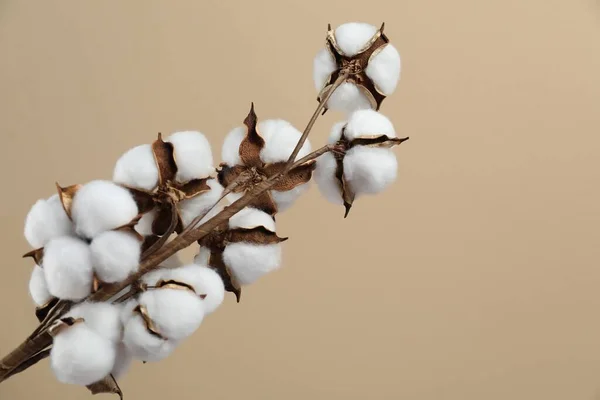 Beautiful cotton branch with fluffy flowers on beige background, space for text
