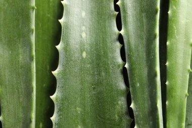 Arkaplan olarak yeşil aloe vera yaprakları, üst görünüm