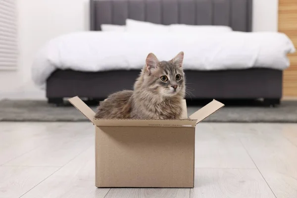 Cute fluffy cat in cardboard box on floor at home