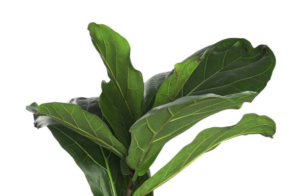 Fiddle Fig or Ficus Lyrata plant with green leaves on white background, closeup