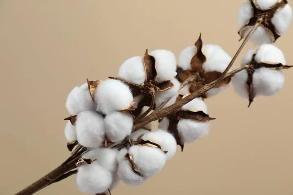 Beautiful cotton branch with fluffy flowers on beige background, closeup