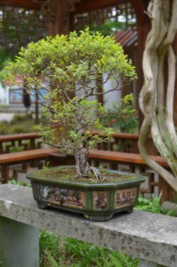 Parkta taş yüzeyde güzel bir Bonsai ağacı