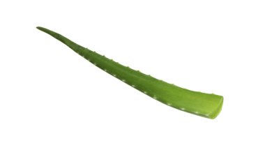 Bir aloe vera yaprağı beyaza izole edilmiş.