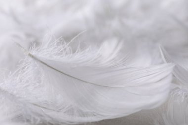 Bulanık arkaplanda tüylü beyaz tüyler, yakın plan