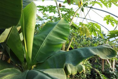 Serada yetişen yemyeşil yapraklı güzel muz ağacı.