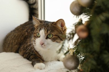 Evde sevimli kedi ve Noel ağacı var. Komik hayvan.