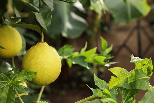 Citronträd Med Mogna Frukter Växthus Närbild Plats För Text — Stockfoto