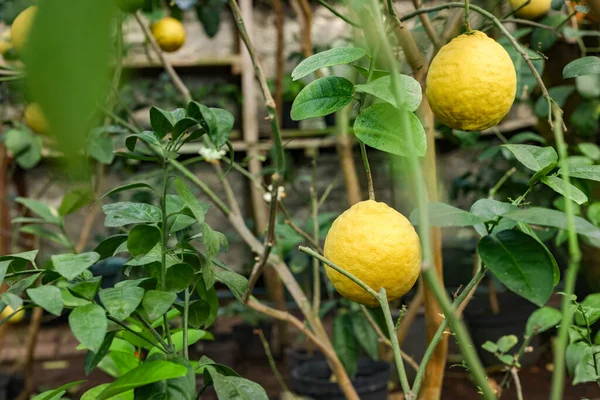 Citronträd Med Mogna Frukter Växthus — Stockfoto