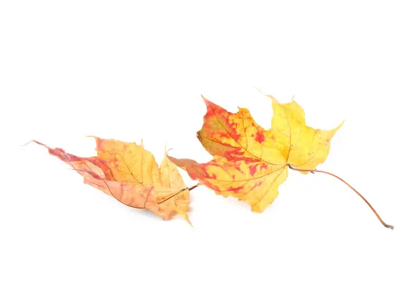 Herfstseizoen Prachtige Esdoorn Bladeren Geïsoleerd Wit — Stockfoto