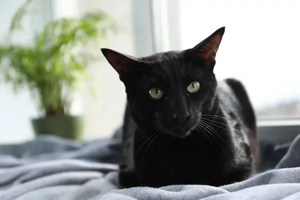 Adorable black cat with green eyes resting on blanket near window, space for text. Lovely pet