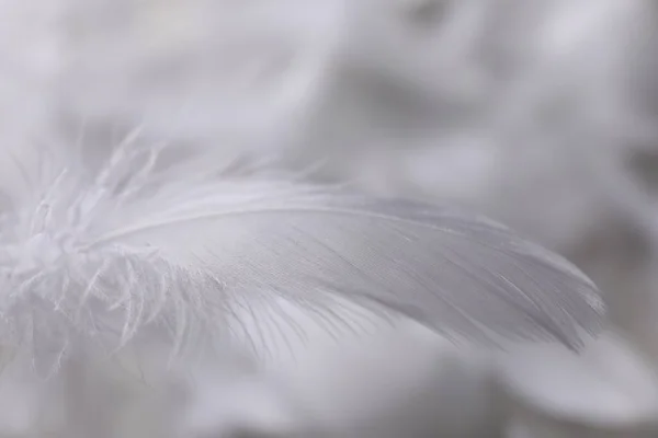 毛茸茸的白色羽毛 背景模糊 — 图库照片