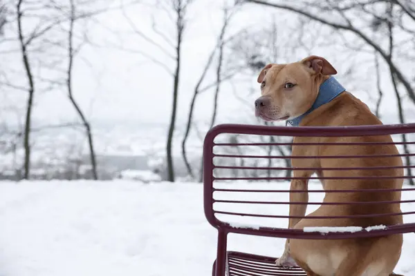 Cão Bonito Sentado Cadeira Parque Nevado Espaço Para Texto — Fotografia de Stock