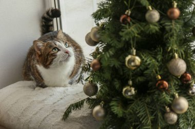 Pencere pervazında Noel ağacına bakan sevimli bir kedi. Komik hayvan.