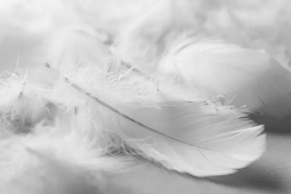 浅色背景的绒毛白色羽毛 — 图库照片