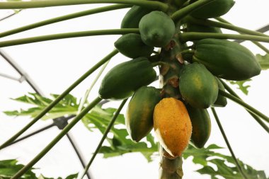 Seradaki ağaçta yetişen Papaya meyveleri, alçak açı manzaralı. Metin için boşluk