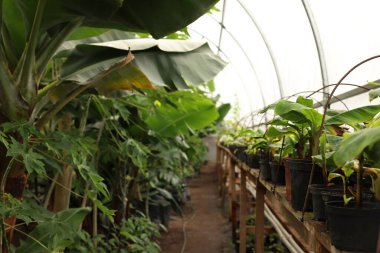 Serada birçok farklı güzel bitki yetişiyor.