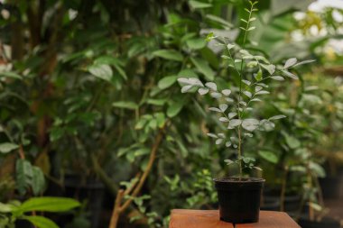 Seradaki ahşap standın üzerine saksı carissa ağacı, mesaj için yer.