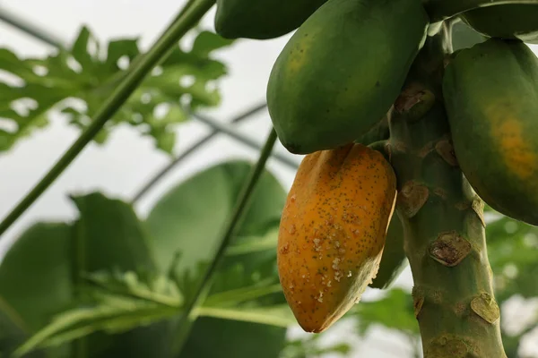 Papaya Frukter Växer Träd Växthus Närbild Plats För Text — Stockfoto