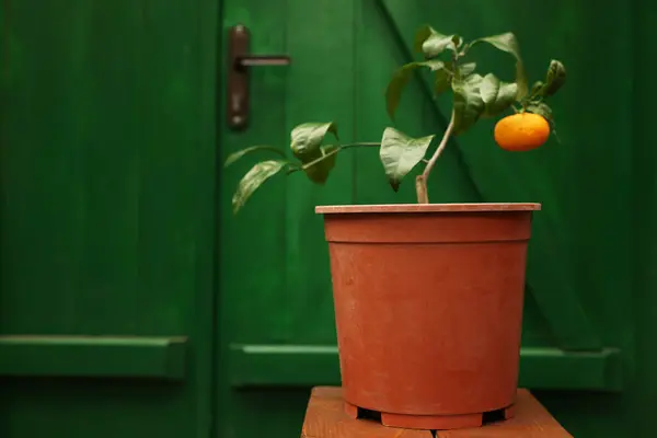 Potted tangerine tree on wooden stand in greenhouse, space for text