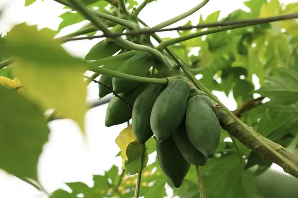 Omogna Papaya Frukter Som Växer Träd Växthus Låg Vinkel — Stockfoto