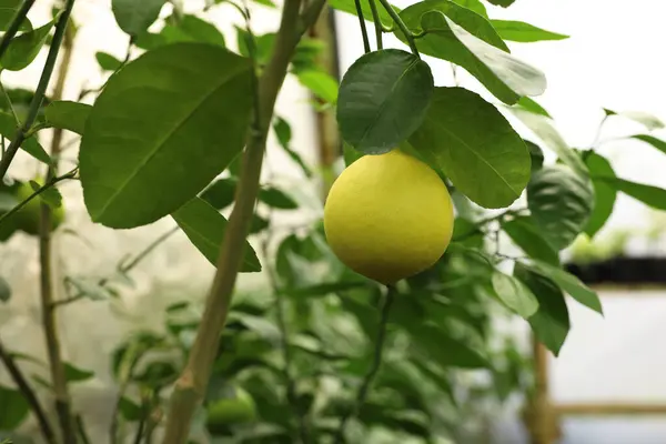 Citronträd Med Mogen Frukt Växthus — Stockfoto