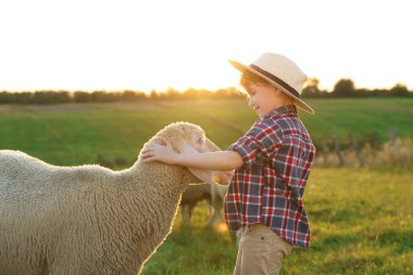 Çocuk otlakta koyun okşuyor. Çiftlik hayvanı