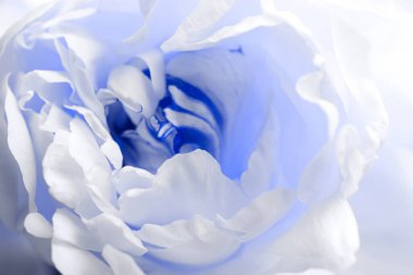 Arka plan olarak güzel açık mavi şakayık, yakın plan görünümü